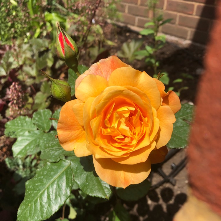 plant image 1333500