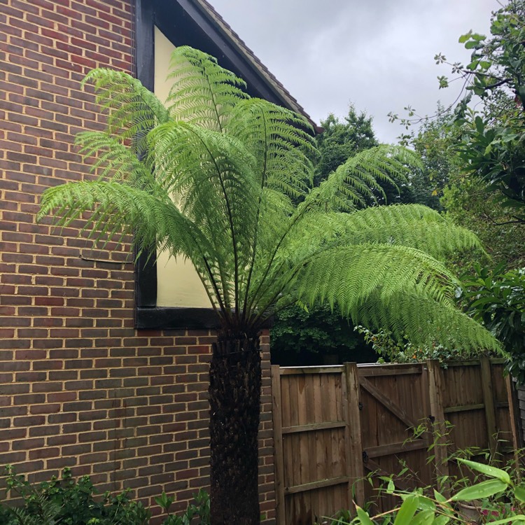 plant image 1334510