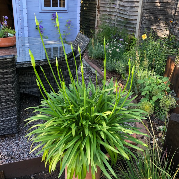 Plant image Agapanthus 'Corag02bl' syn. Agapanthus 'L'Amour d'Ete Blue', Agapanthus 'Amourette Blue'