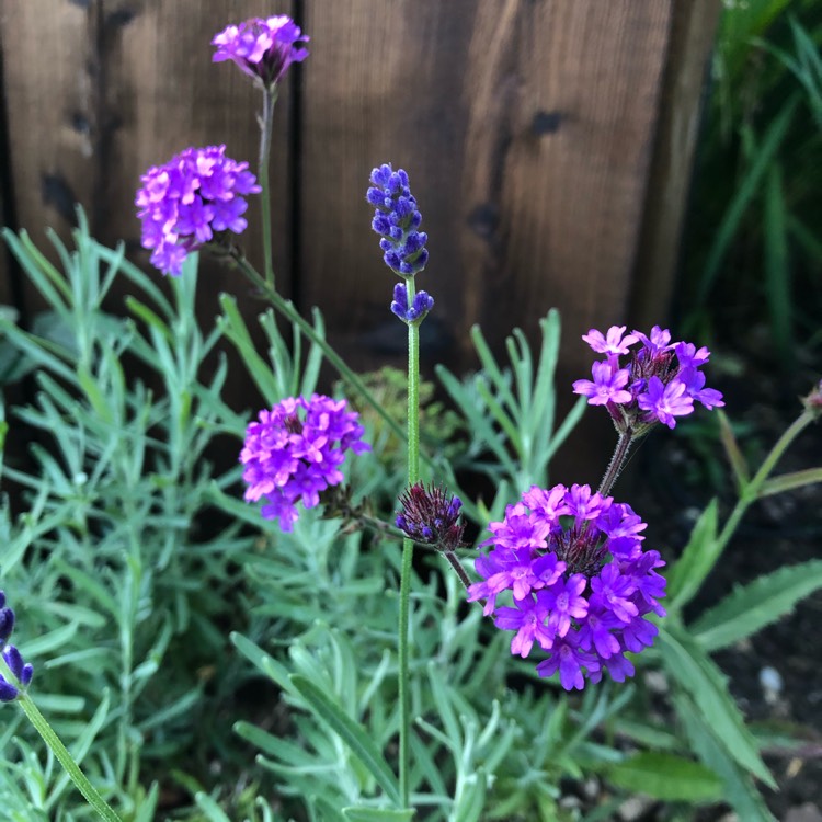 Verveine rigide violet mauve - Verbena venosa