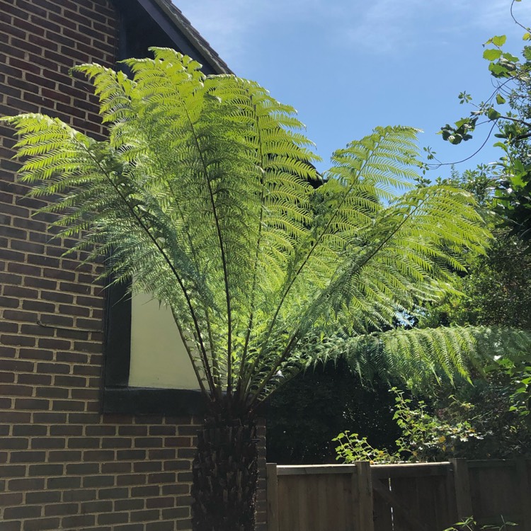 plant image 1341224