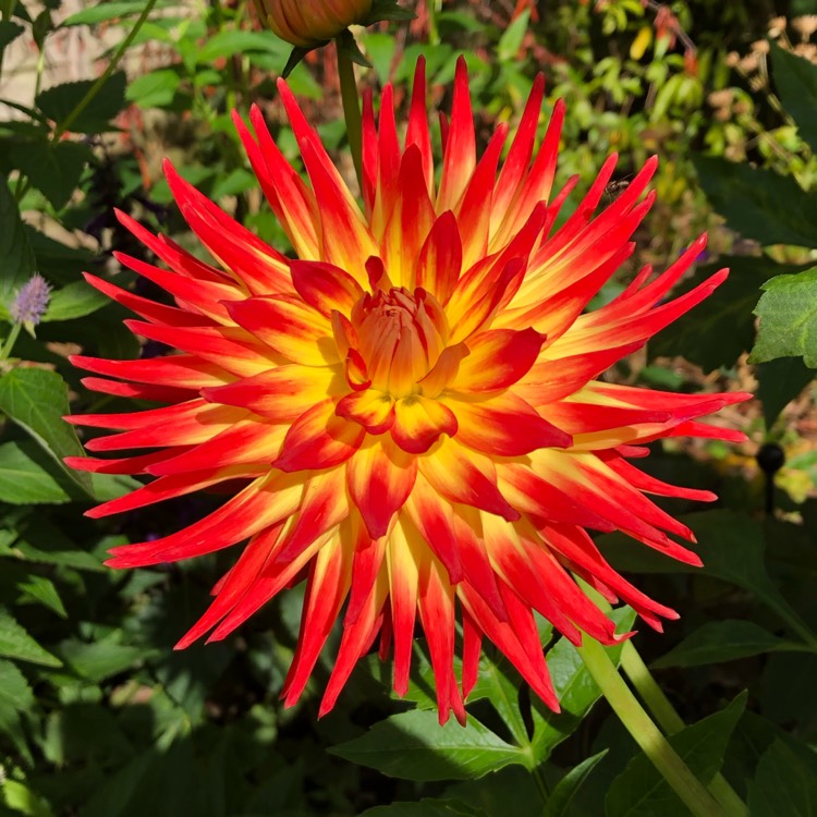 plant image 1353104 plant image 1353104