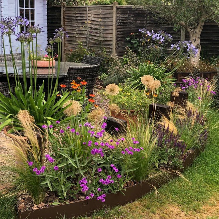 plant image 1362528