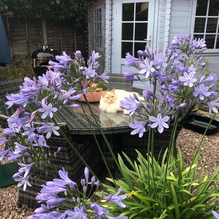 plant image 1367219