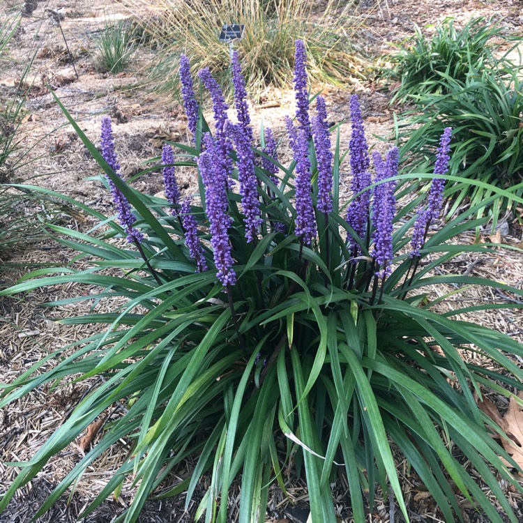 Plant image Liriope muscari 'Moneymaker'