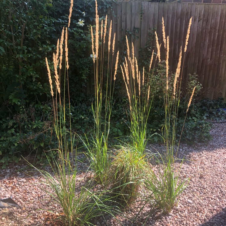 Plant image Molinia caerulea subsp. arundinacea 'Karl Foerster'