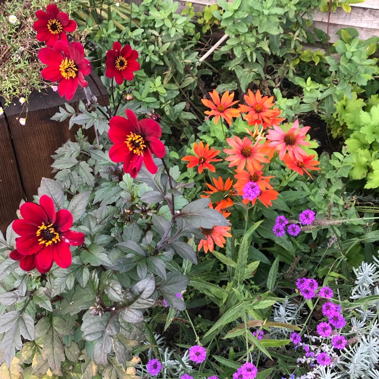 plant image 1400184