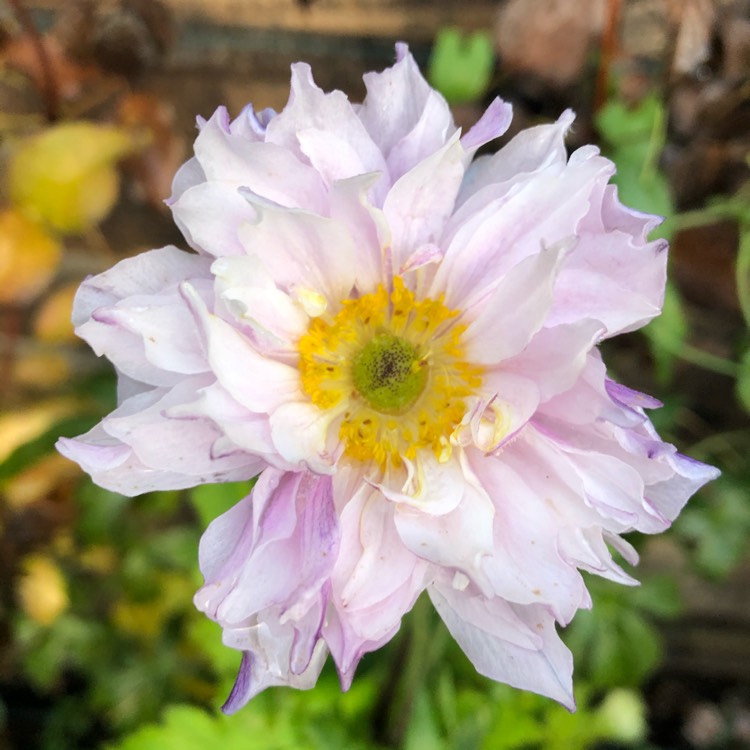 Anemone 'Frilly Knickers', - uploaded by @tombr