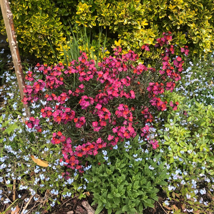 plant image 1478514