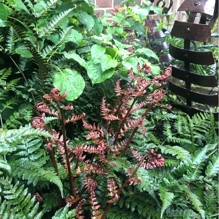 Plant image Dryopteris erythrosora 'Brilliance'