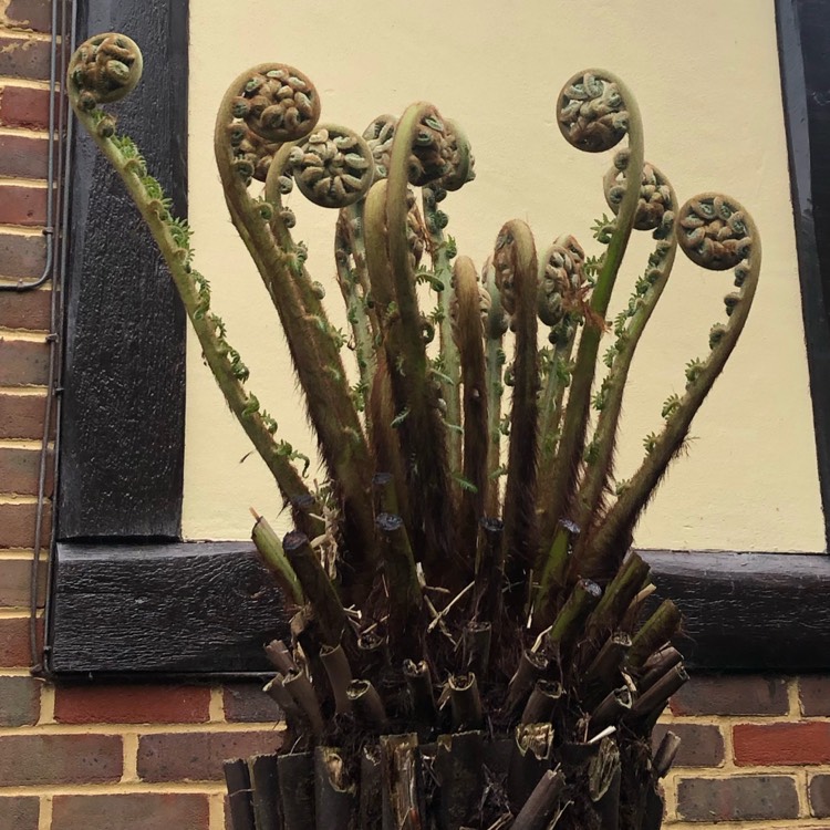 plant image 1486058
