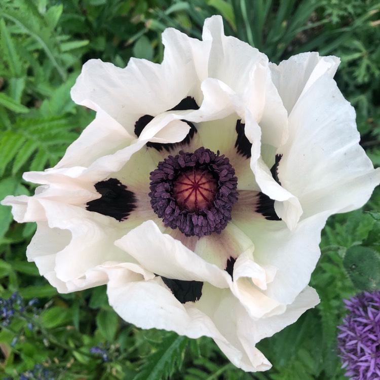 plant image 1490661