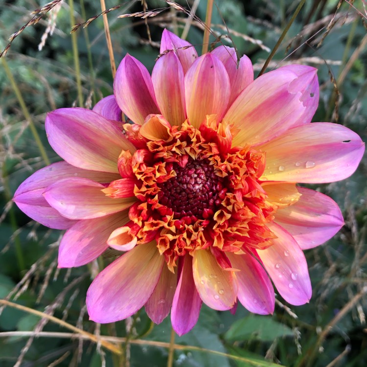 Plant image Dahlia 'Floorinoor'