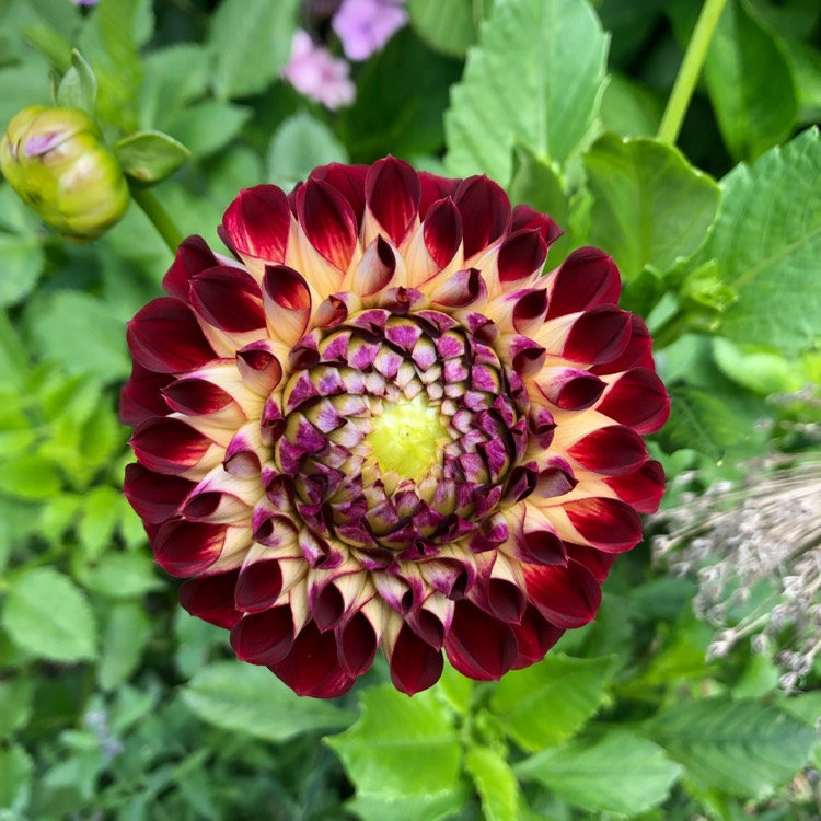 plant image 1523024