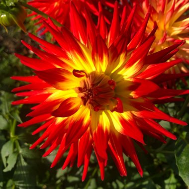 Border Dahlia