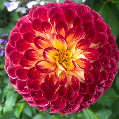Border Dahlia
