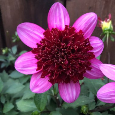 Dahlia