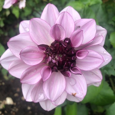 Dahlia 'Creme De Cassis' (Decorative)