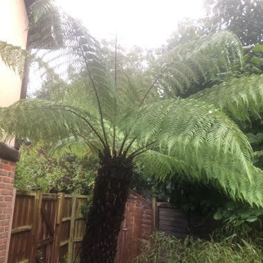Tasmanian Tree Fern