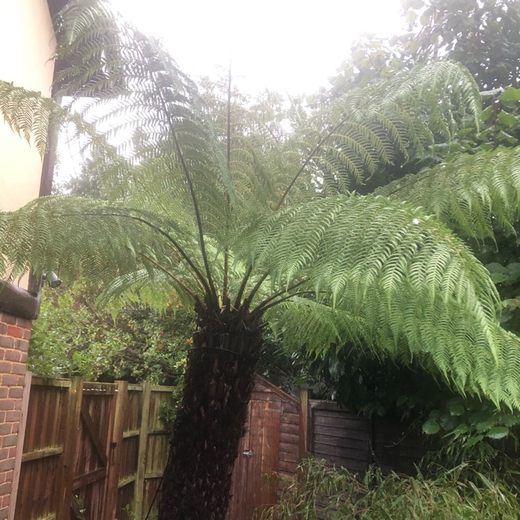 plant image 1537312