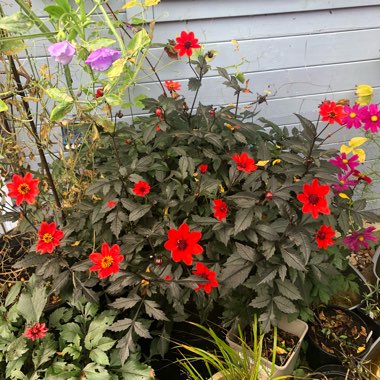 Border Dahlia