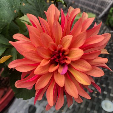 Dahlia 'Gallery Art Deco' (Decorative)