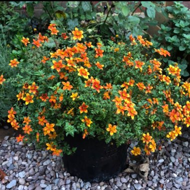 tombr's plant