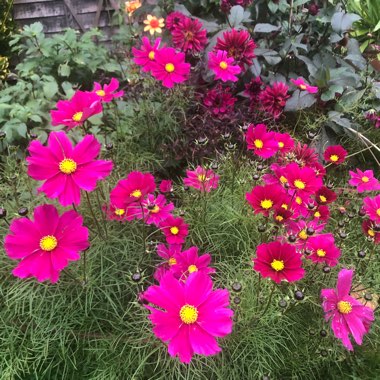 Cosmea 'Dazzler'