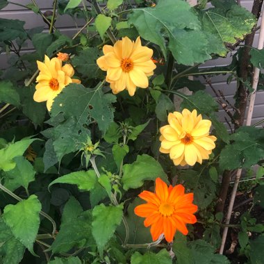 Dahlia 'David Howard'