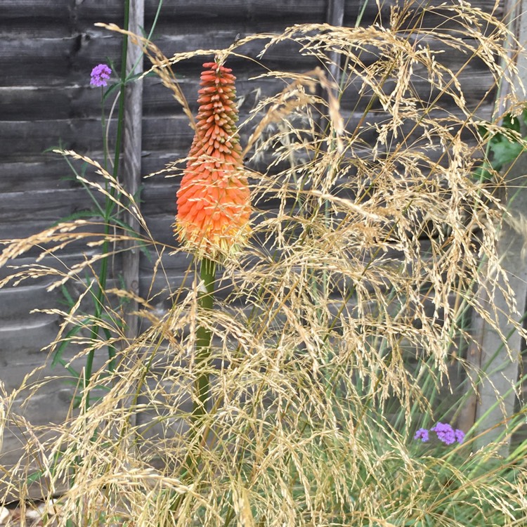 Plant image Deschampsia cespitosa
