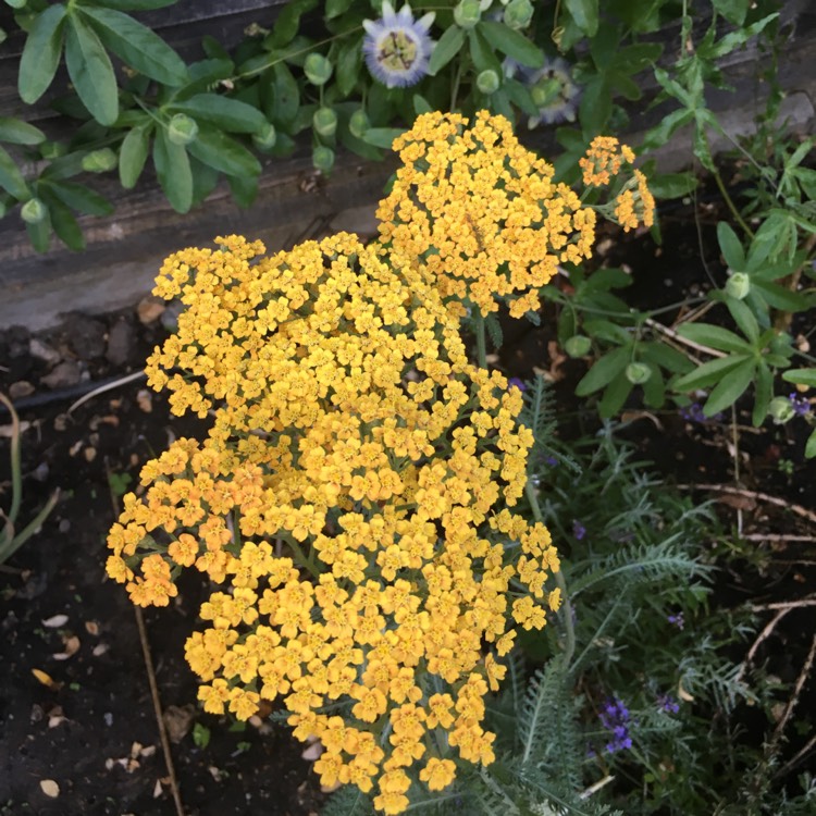 plant image 774632
