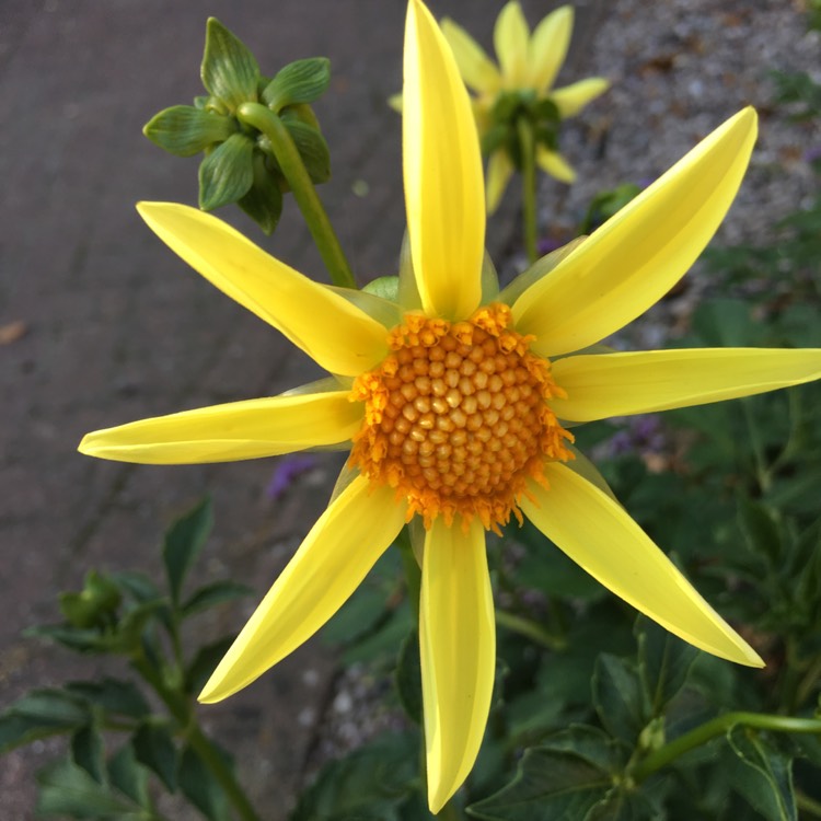 plant image 809593