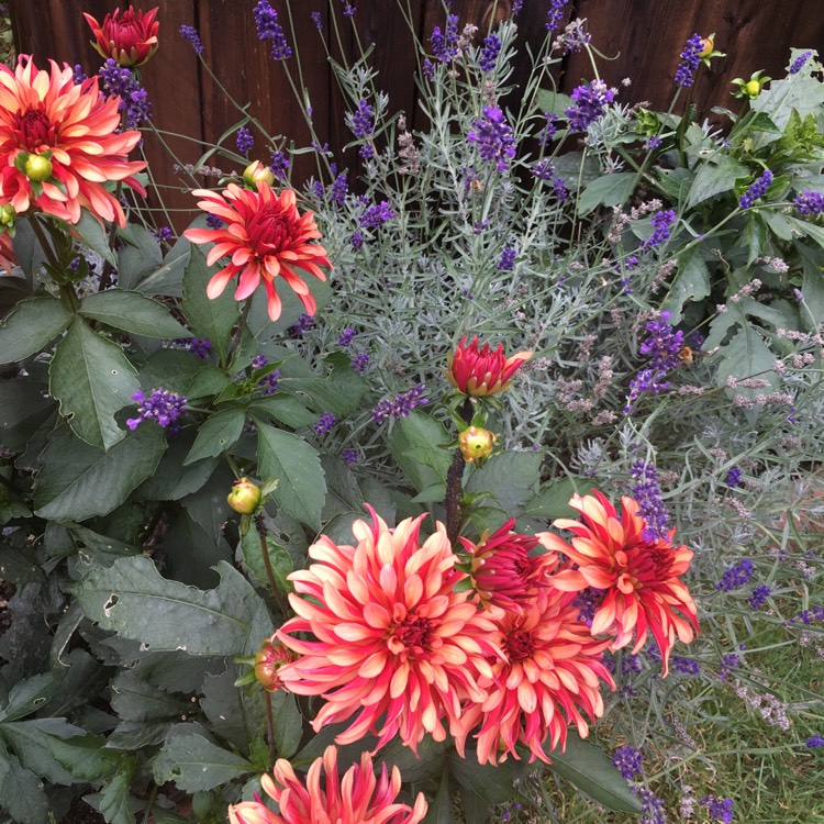Plant image Dahlia 'Gallery Art Deco' (Gallery Series)
