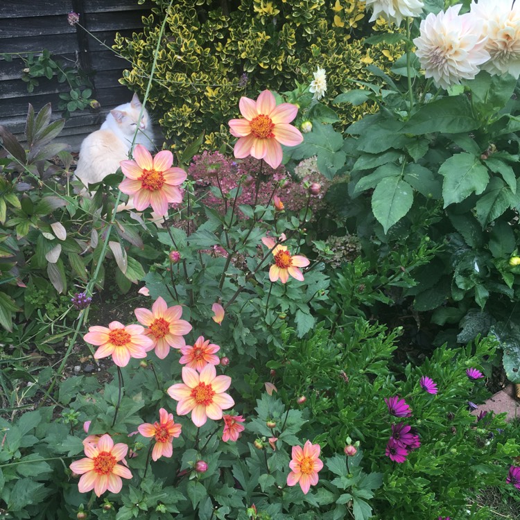 Dahlia 'Totally Tangerine', Dahlia 'Totally Tangerine' (Anemone ...