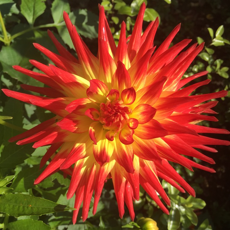 plant image 877875 plant image 877875