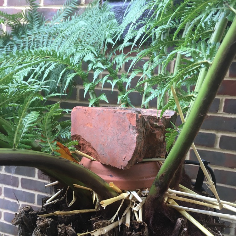 plant image 886667