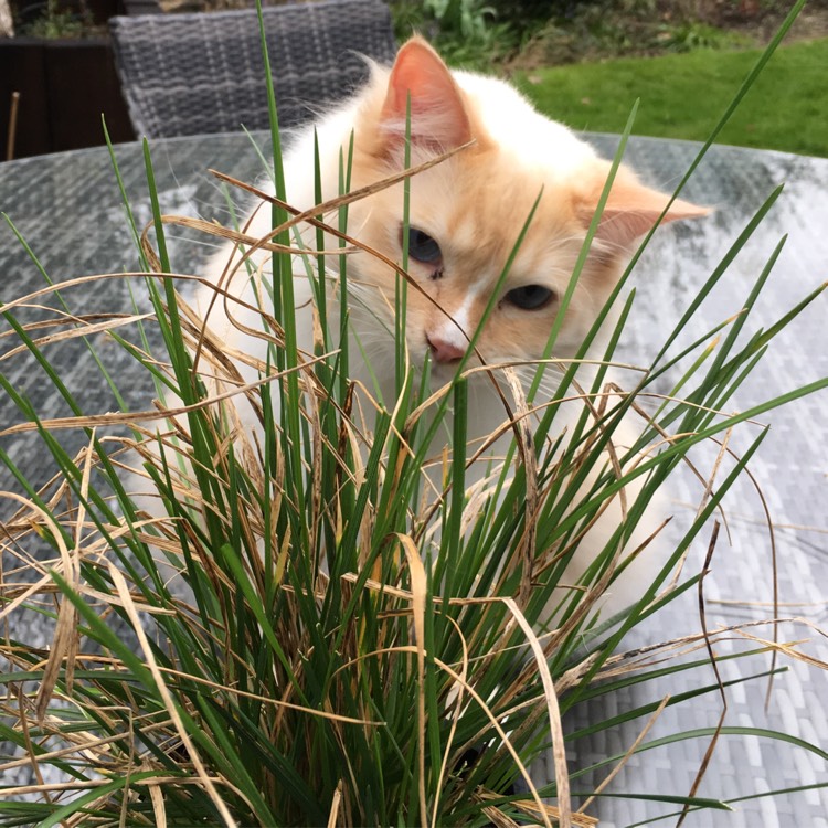 Plant image Deschampsia Goldtau