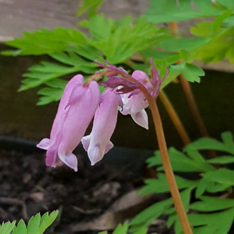 Plant image Dicentra formosa 'Luxuriant'