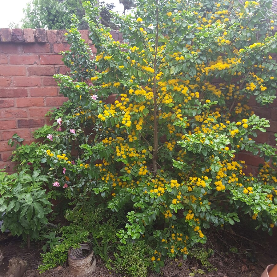 plant image 124667