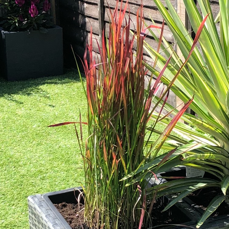plant image 782123