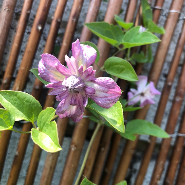 Plant image Clematis purpurea 'Plenas Elegans'