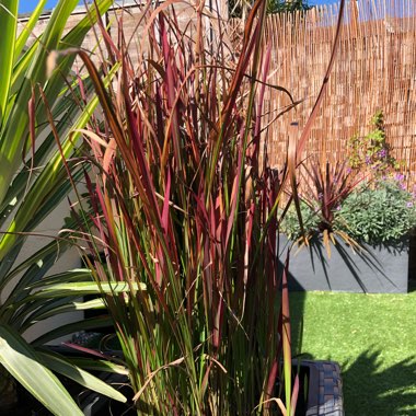Imperata cylindrica 'Red Baron'