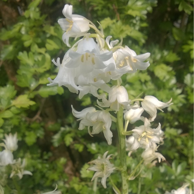 Spanish Bluebells 'Alba'