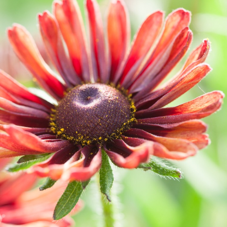 Plant image Rudbeckia hirta 'Sahara Mix'