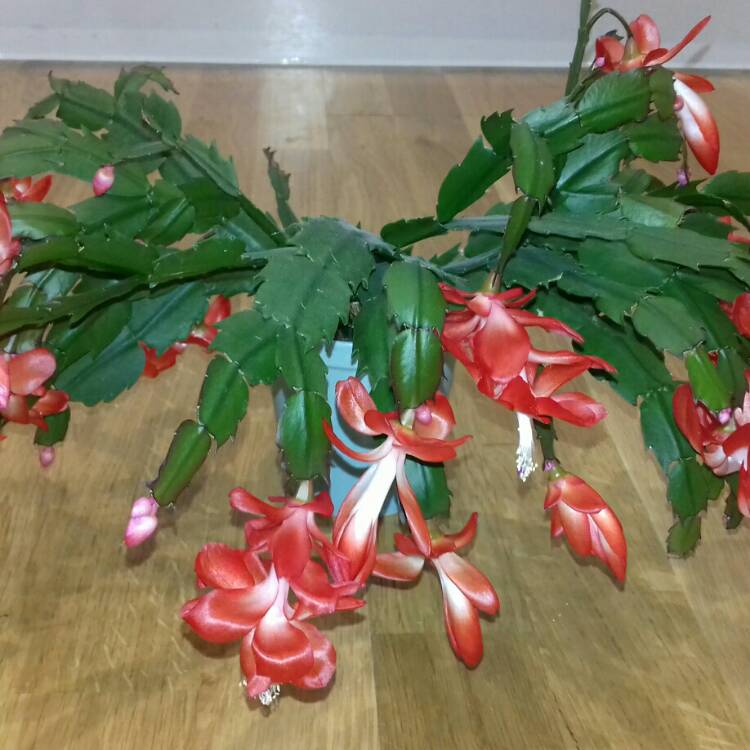 Plant image Schlumbergera truncata Rio Brazil