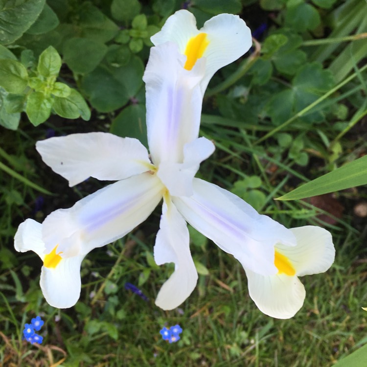 Plant image Iris Japonica 'Nada'