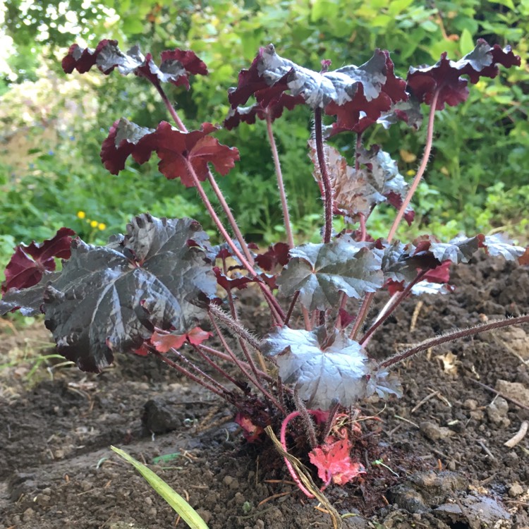 plant image 415761