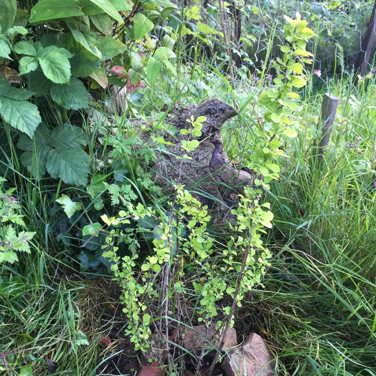 Plant image Berberis thunbergii 'Maria'