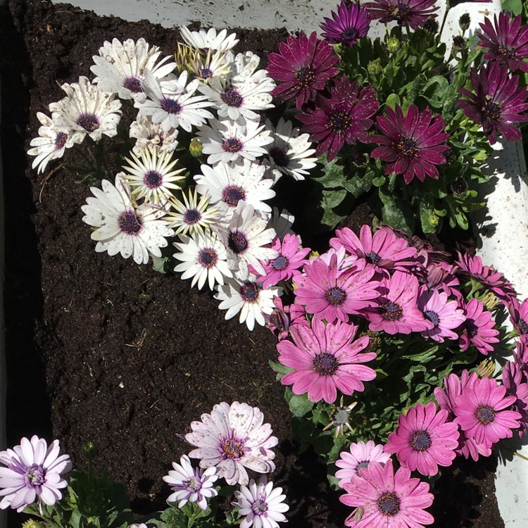 plant image 433516