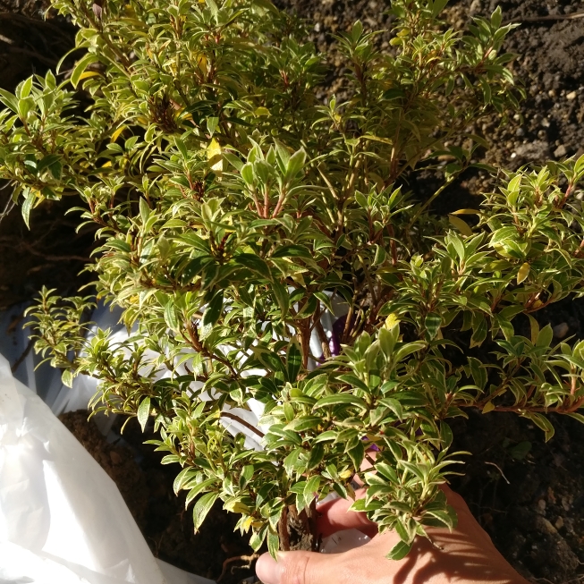 plant image 716448